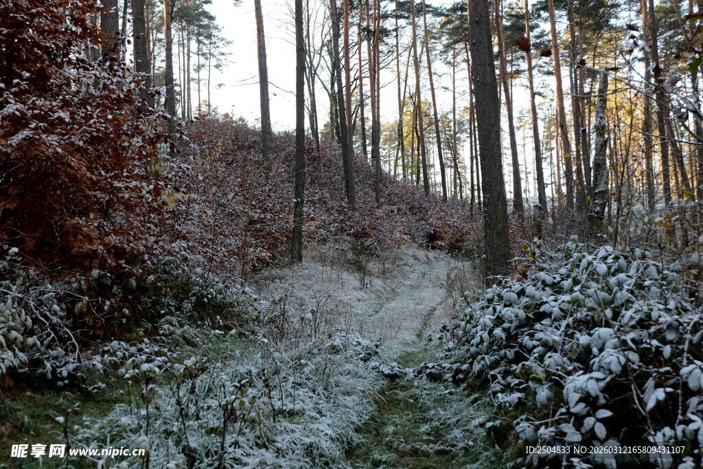 冬日林间覆雪小径