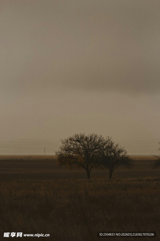 旷野孤树 尽显寂寥之美