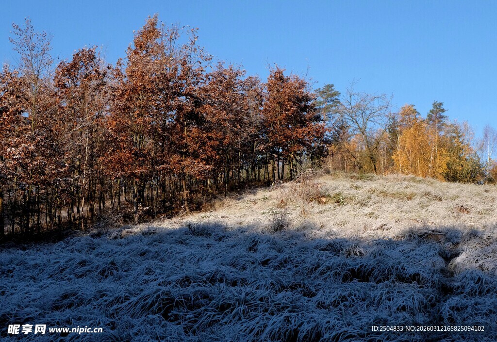 霜覆草地旁的多彩树林