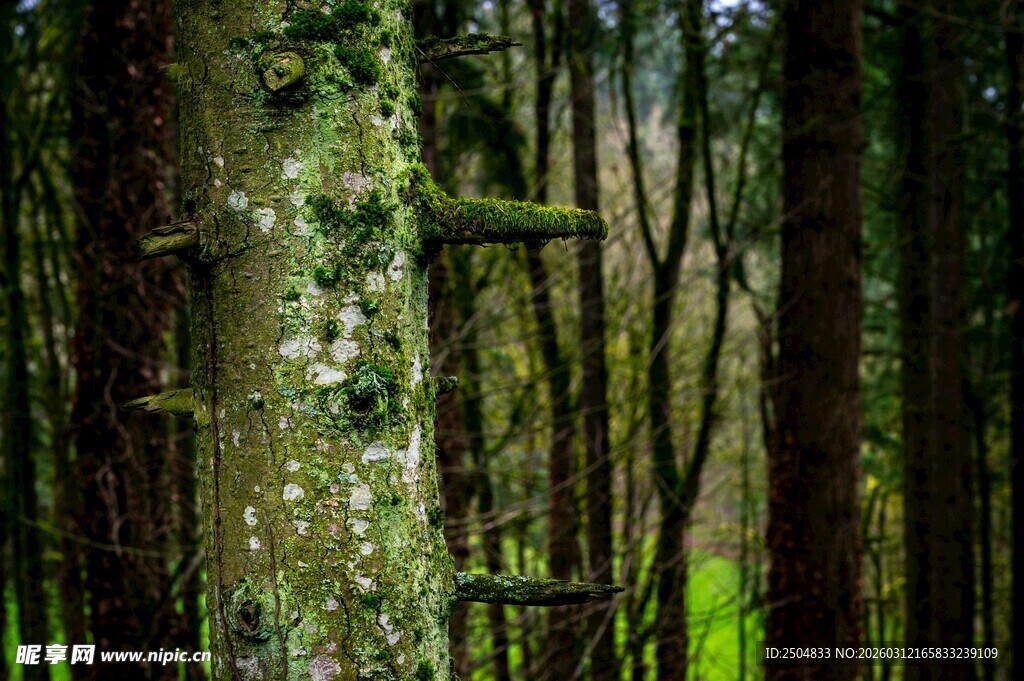 森林中的藤条与茂密树木