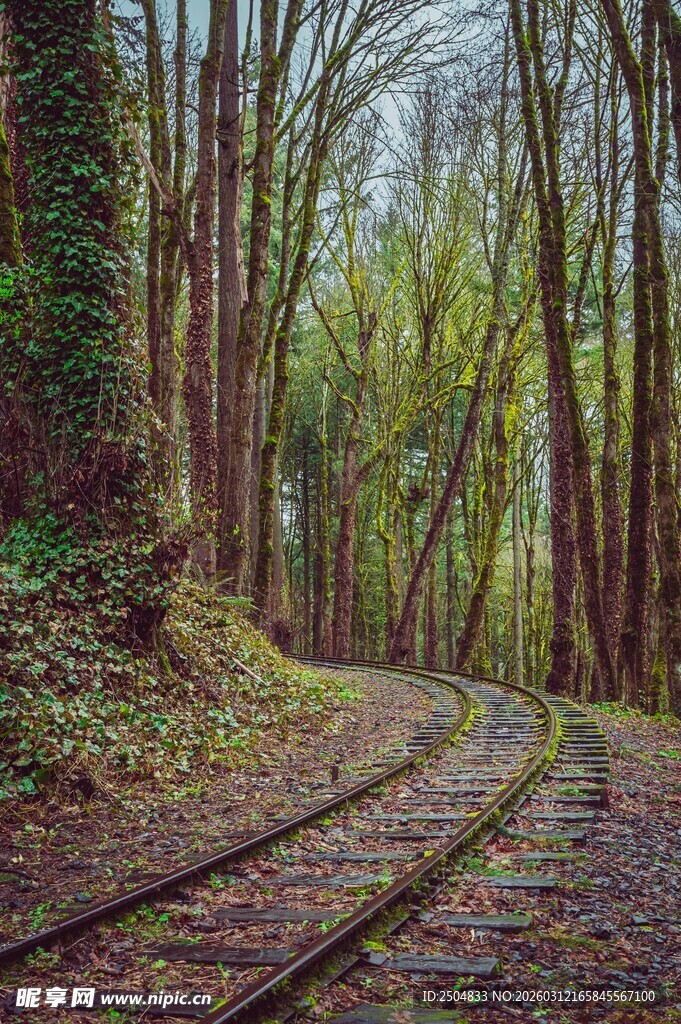 林间铁轨 静谧自然之景