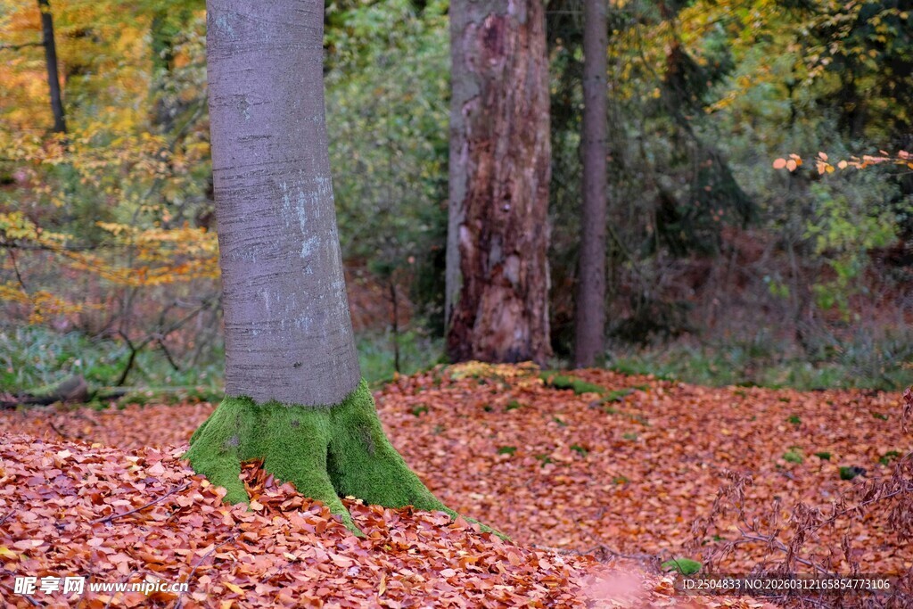 森林中长绿脚的大树