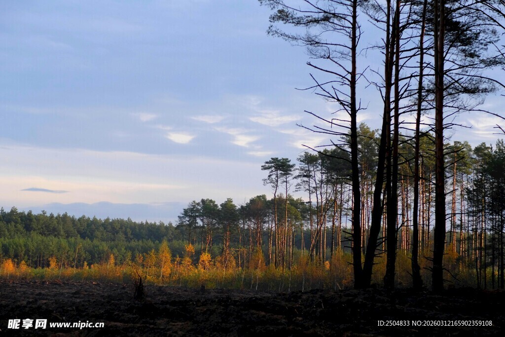 黄昏下的静谧森林景色
