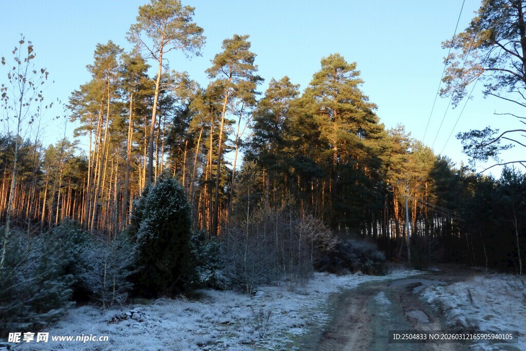 冬日雪覆林间小路