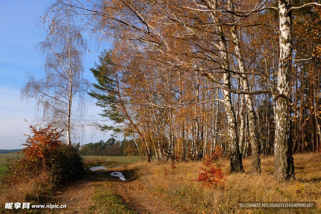 秋日林间小道风景