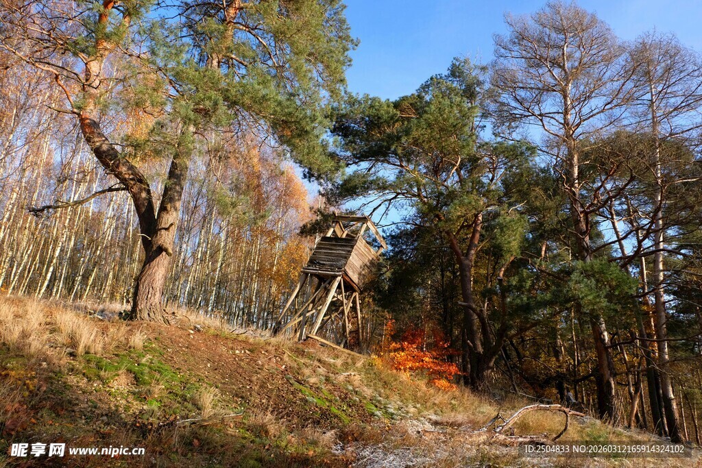 秋日山林树木景致