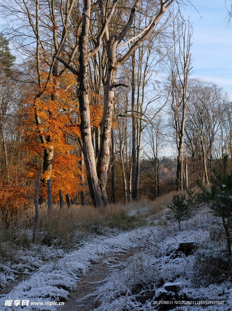 秋冬交替的林间小路