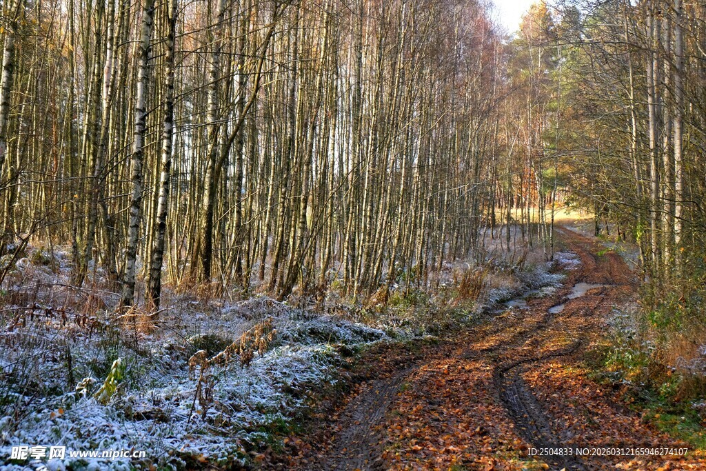 冬日林间覆霜小路