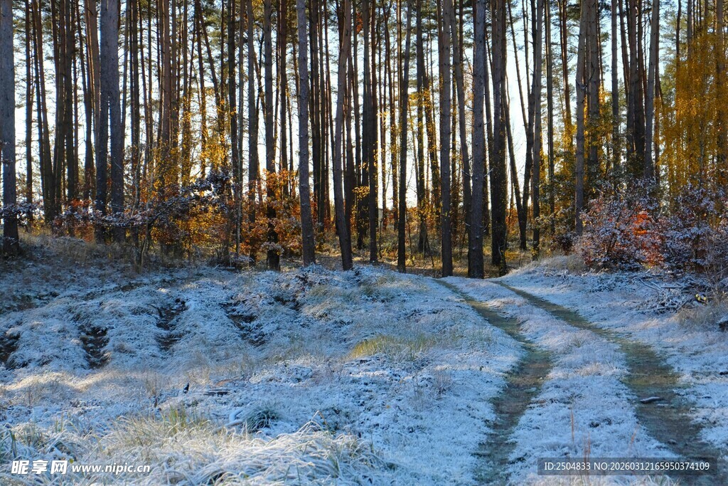冬日林间雪覆车辙景色
