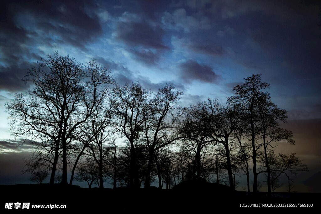 夜幕下的树木剪影