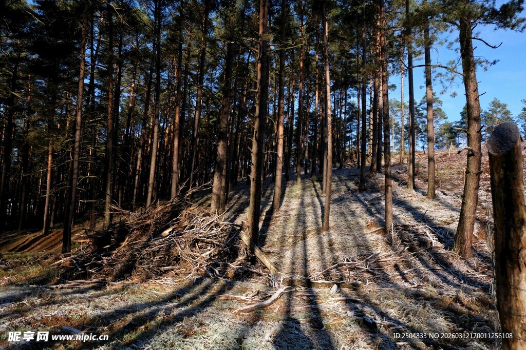 林间光影下的静谧徒步小径