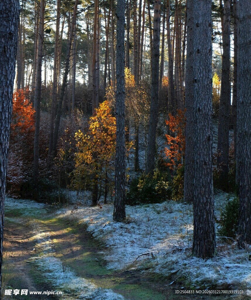 秋日雪覆林间小道美景