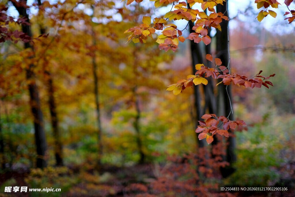秋日林间斑斓树叶