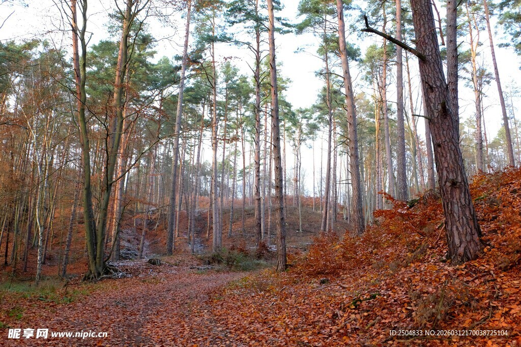 秋日迷雾森林小径