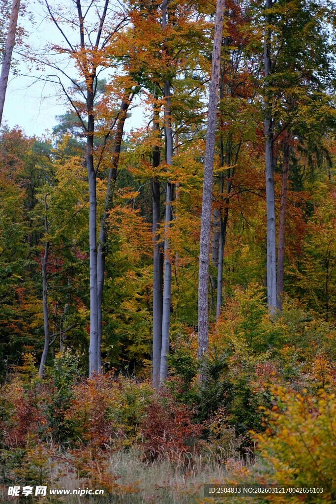 秋日山林斑斓景致