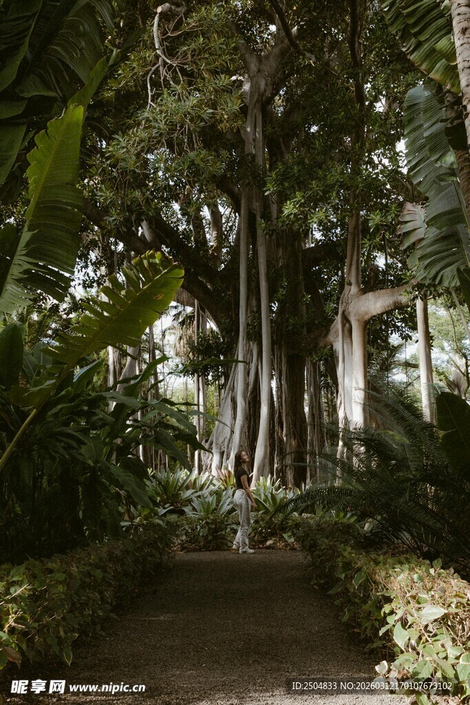 林间幽径 繁茂绿植环绕