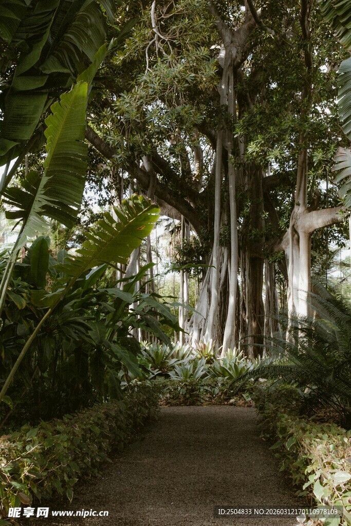 林间幽径 绿植环绕的自然景致
