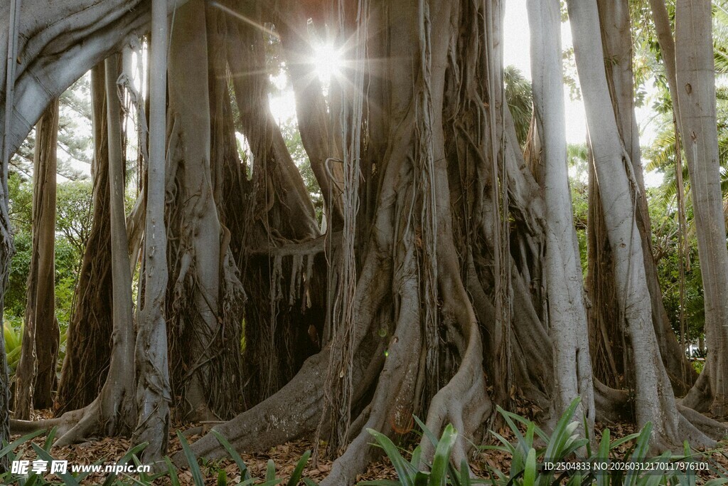 阳光穿透茂密树根景象