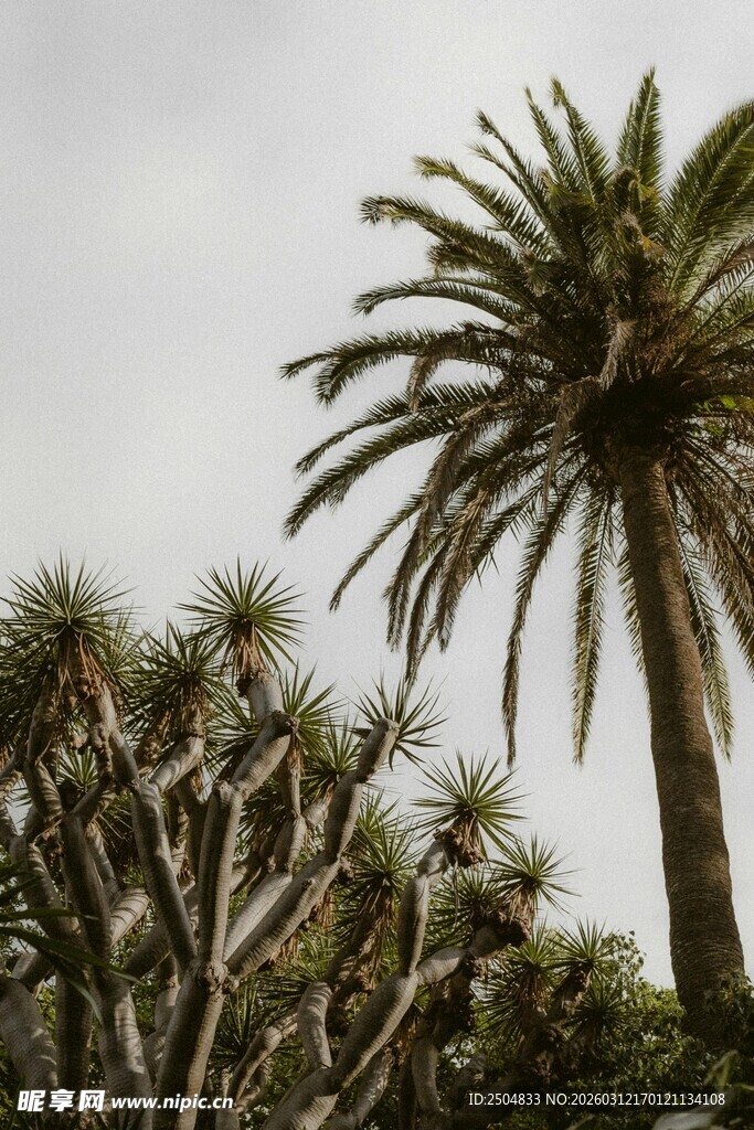 高大棕榈树与周边绿植