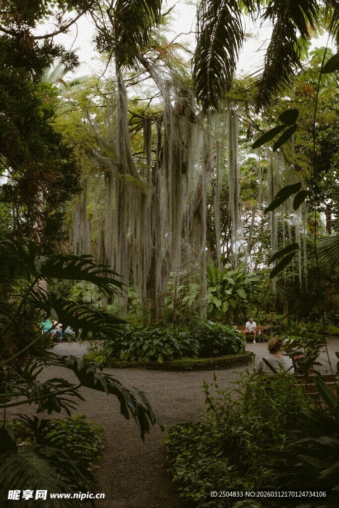 热带雨林中的奇特树木