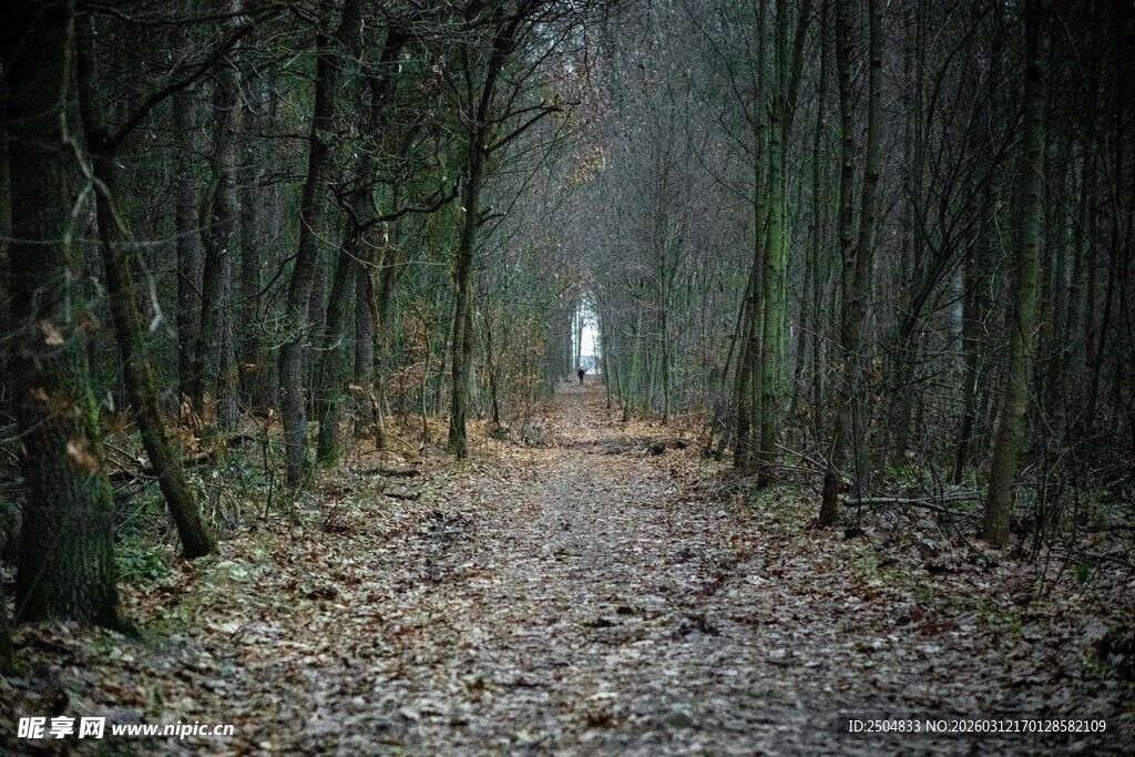 迷雾森林中的幽静小道