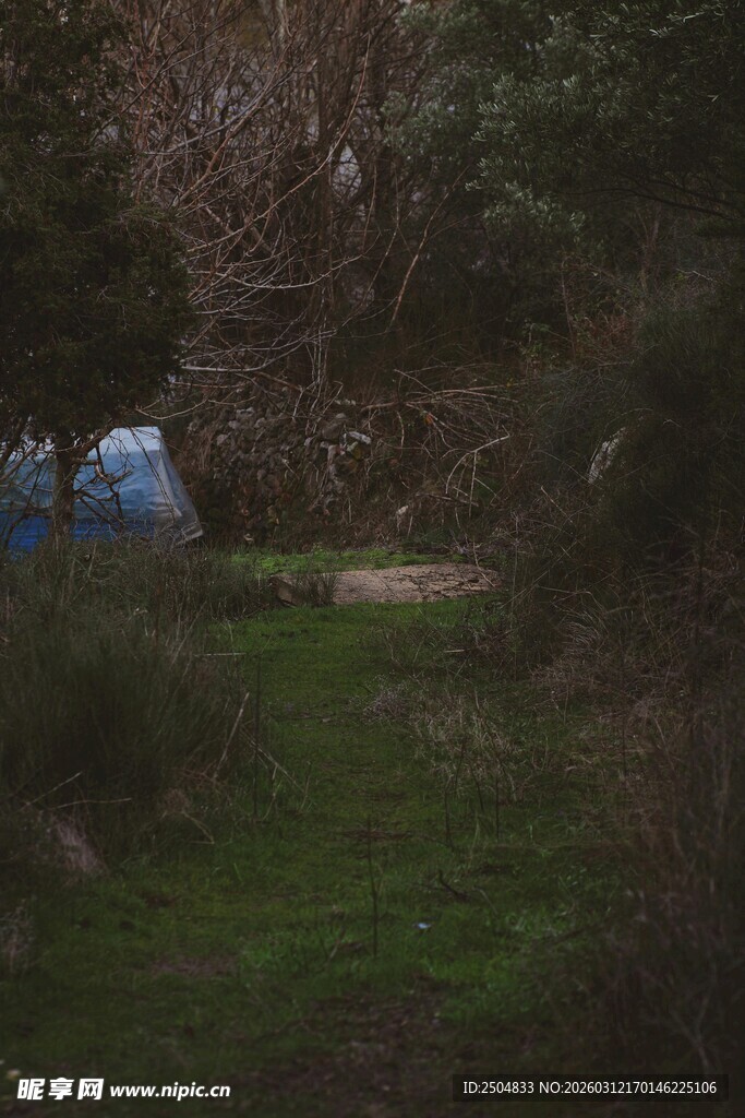 森林中的隐秘蓝色帐篷