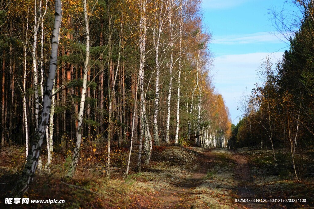 秋日林间小道风景