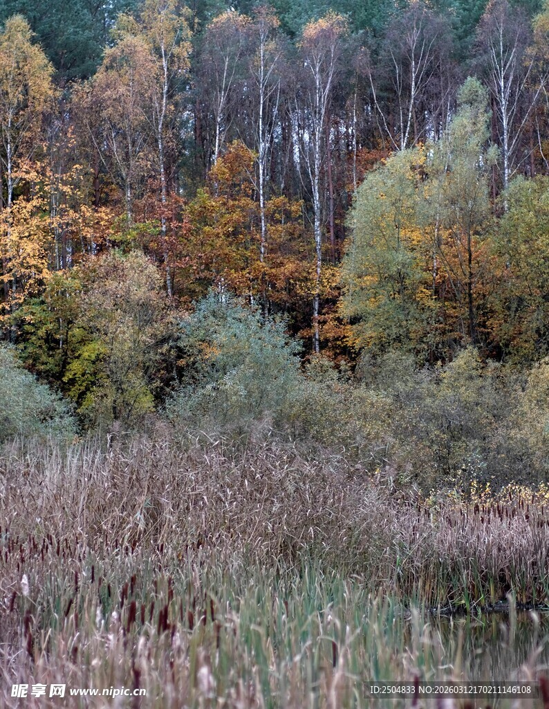 秋日林间草地风景