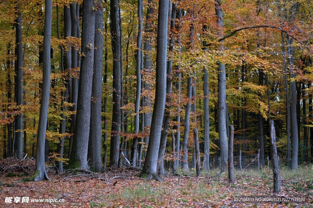 秋日森林中的斑斓树木
