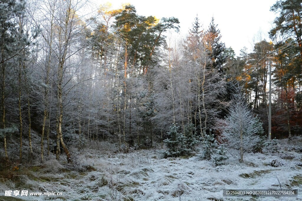 冬日银装素裹的静谧森林