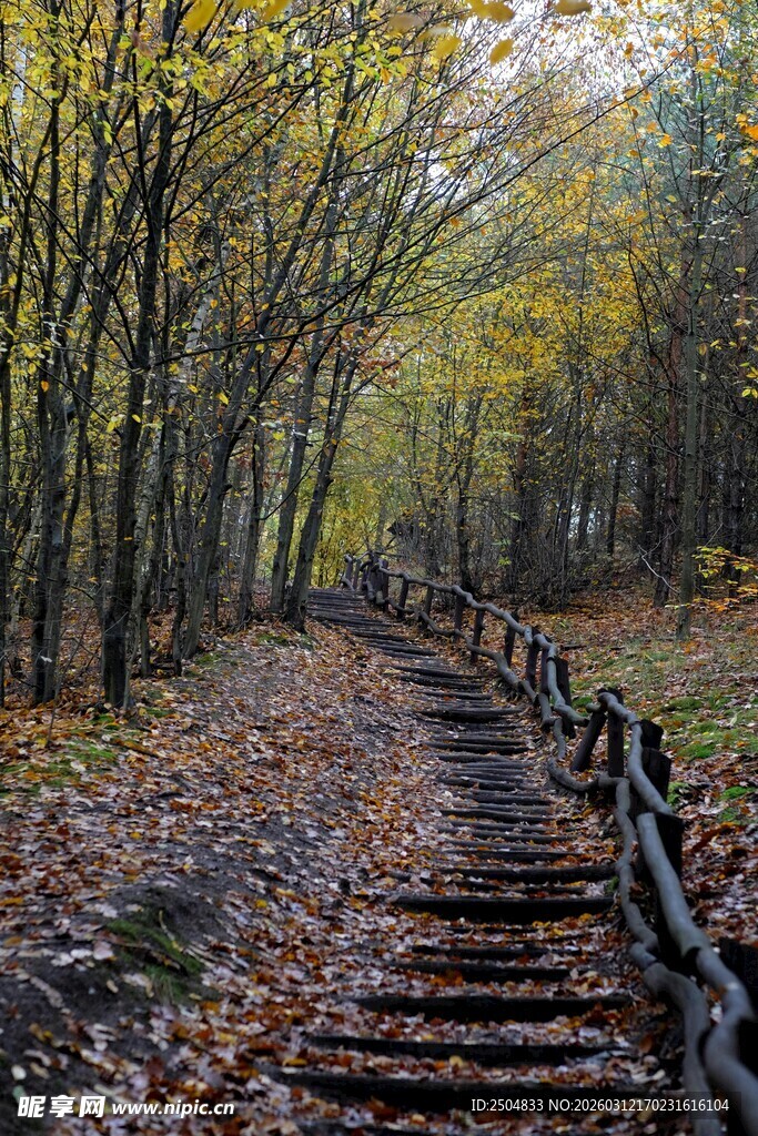 秋日林间木阶风景