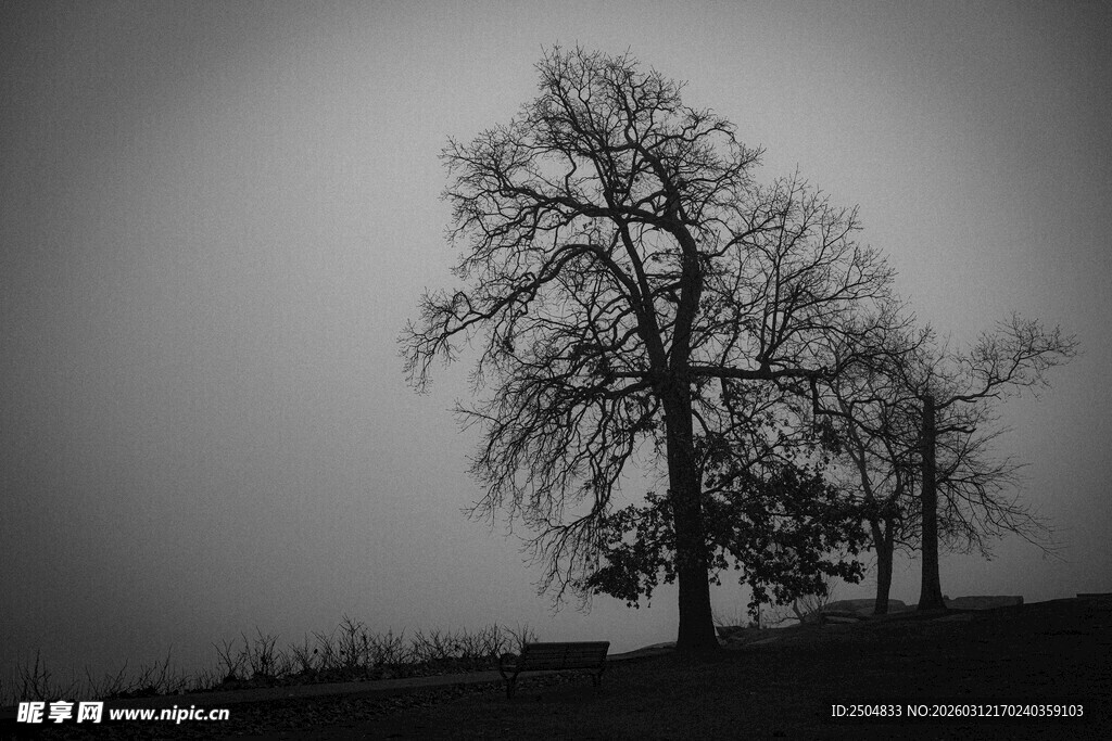 孤独枯树 尽显萧瑟之美