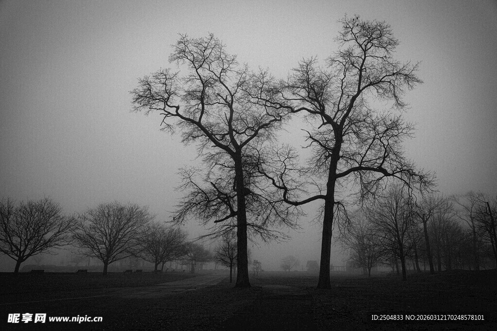 雾中枯树的孤寂景象