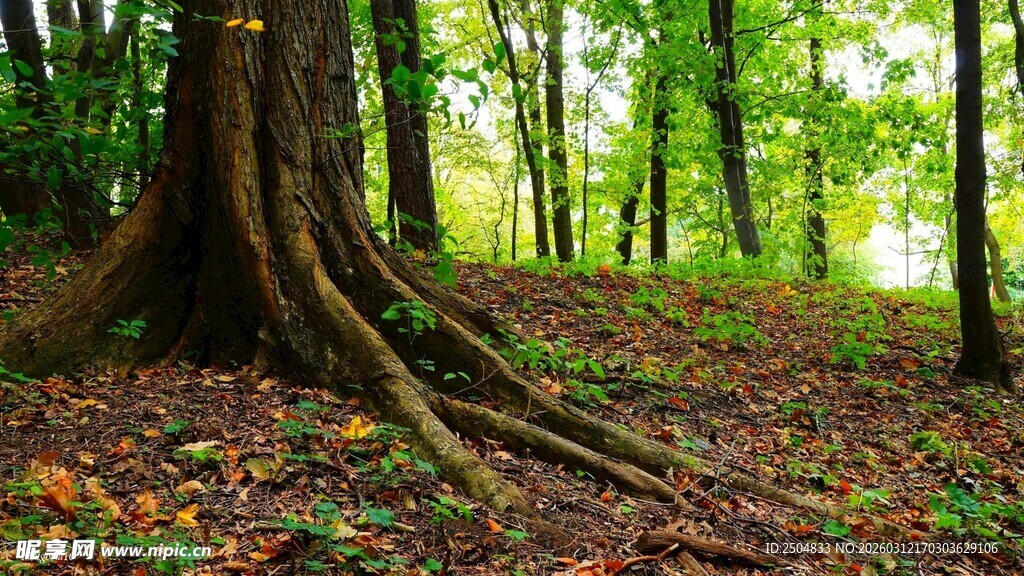 森林中盘根错节的古老大树