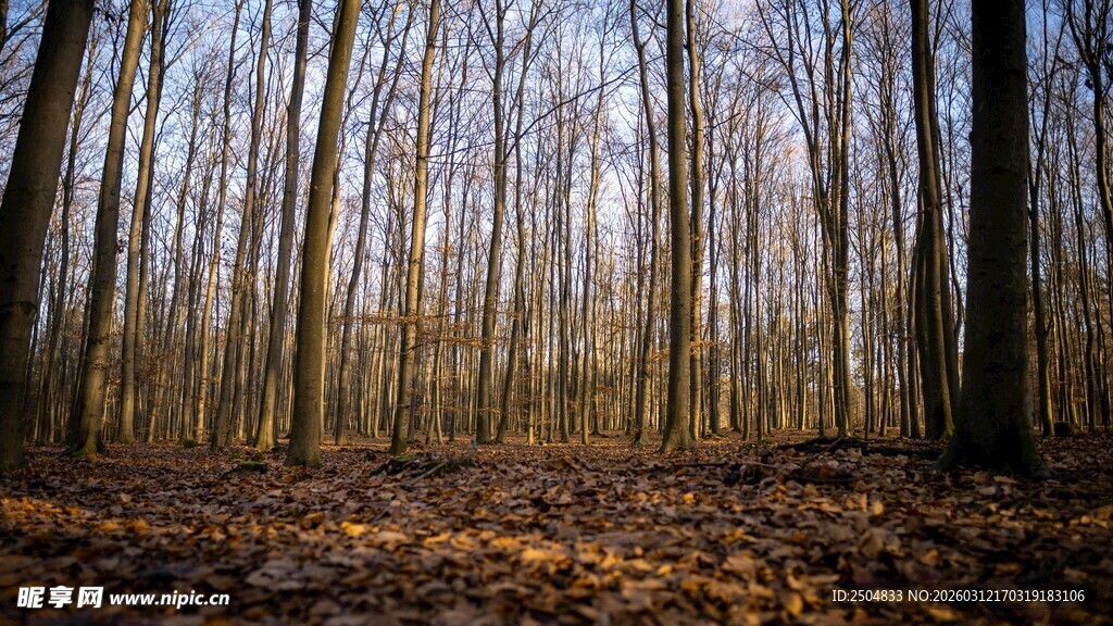 秋日森林枯木落叶景象