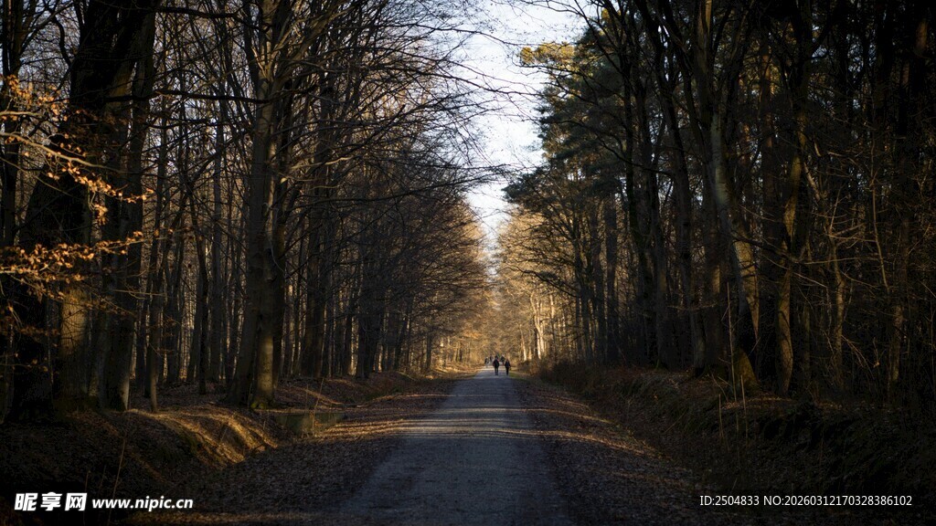 林间幽径 光影洒落之景
