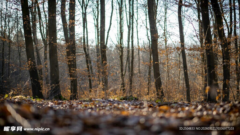 秋日森林落叶景致