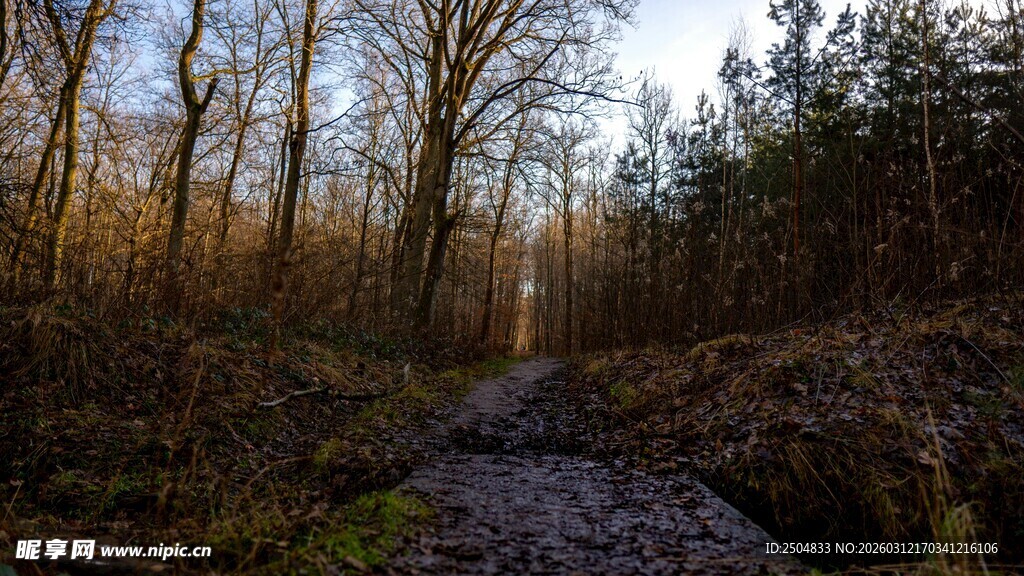 林间小径 沐浴温暖阳光
