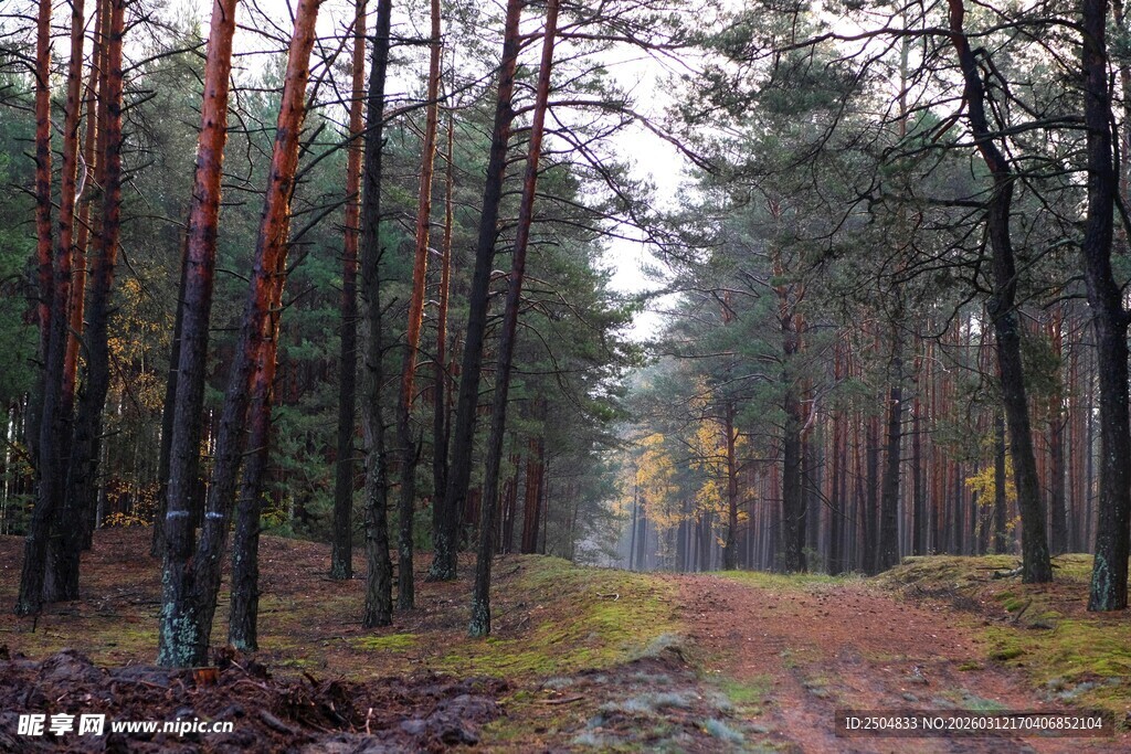 秋日林间的静谧小路