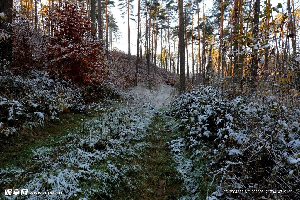 冬日林间小道覆薄雪