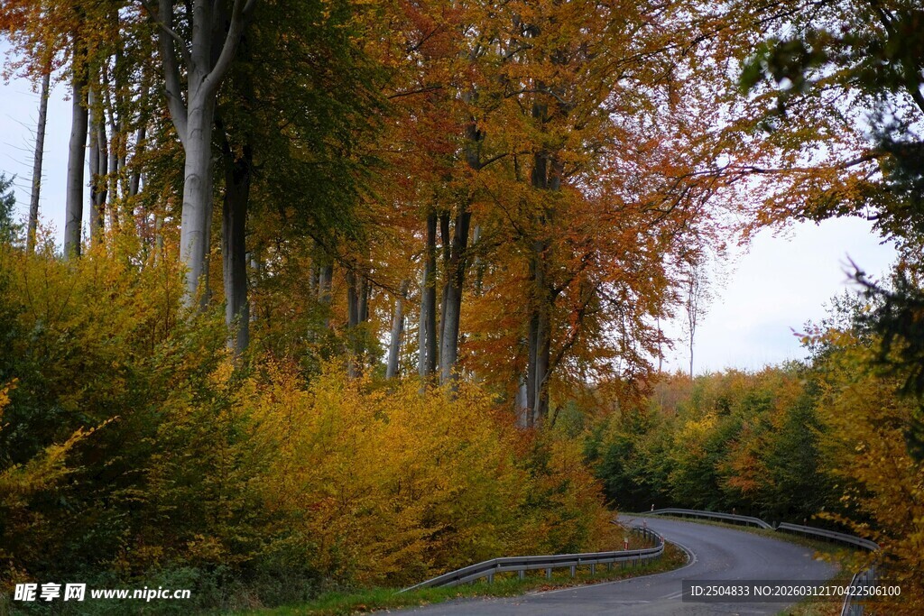 秋日林间蜿蜒小路