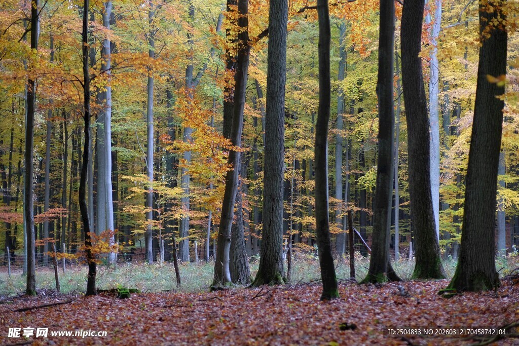 秋日森林美景