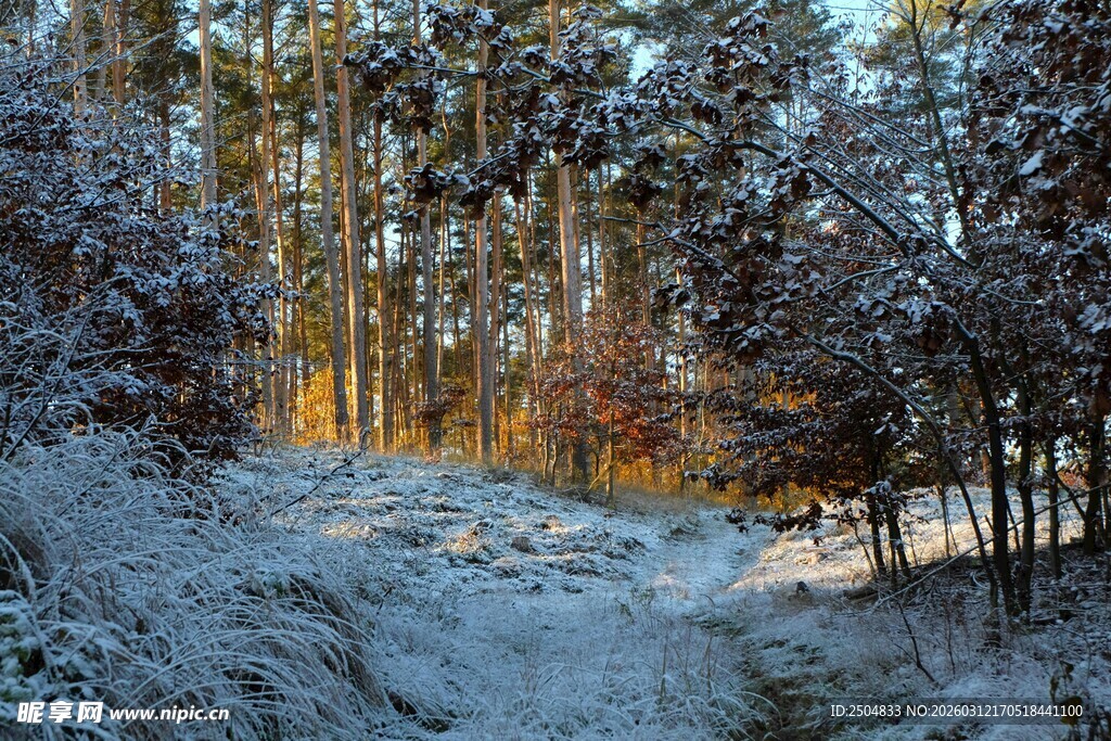 冬日雪覆林间小道