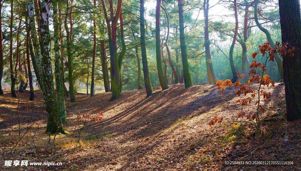 秋日森林小径美景