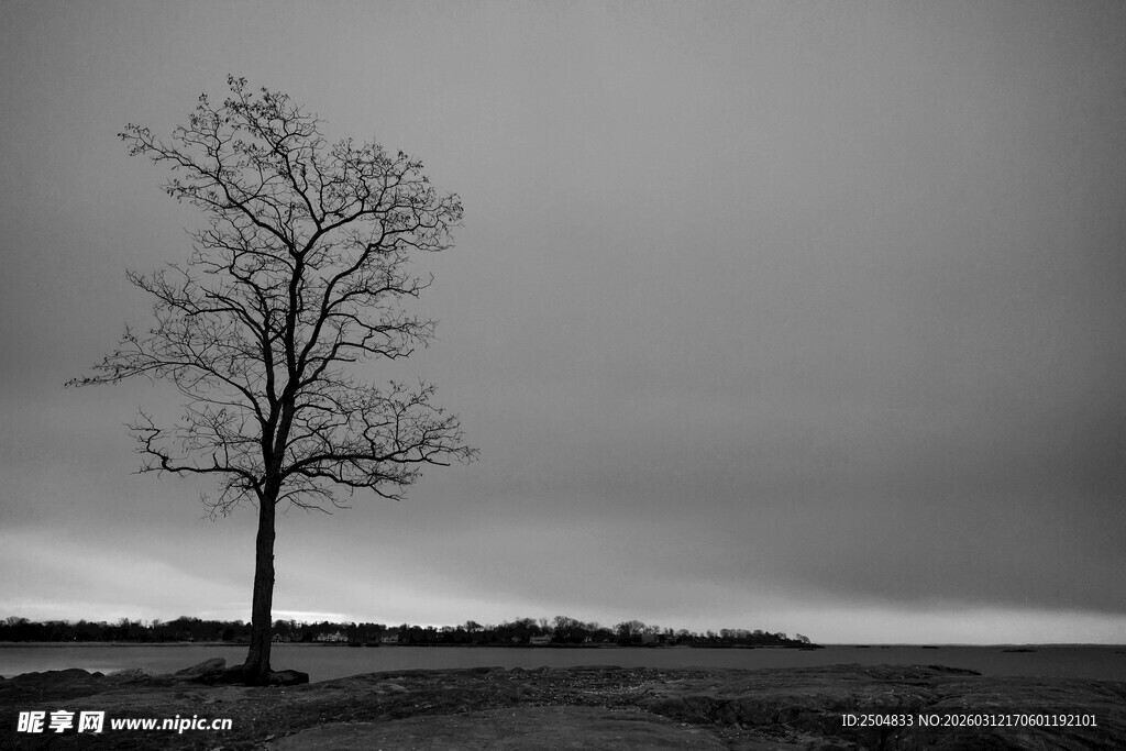 孤独枯树立于苍茫天地间