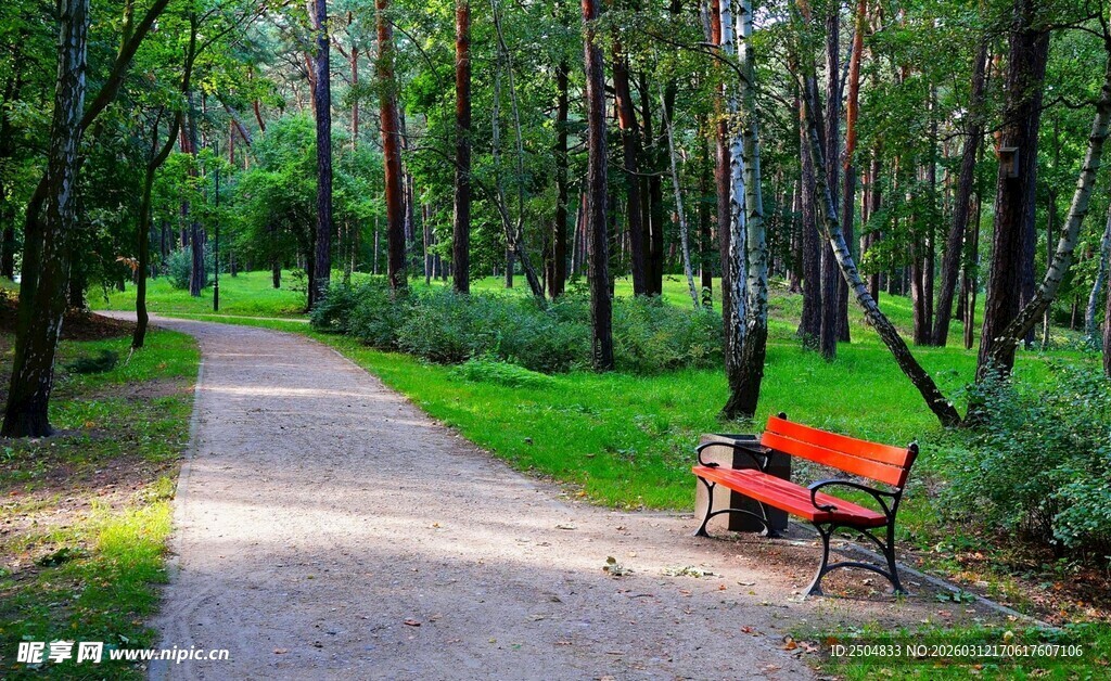 林间小径旁的红色长椅