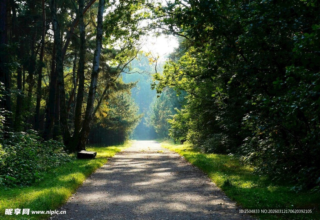 林间阳光小道 静谧美景