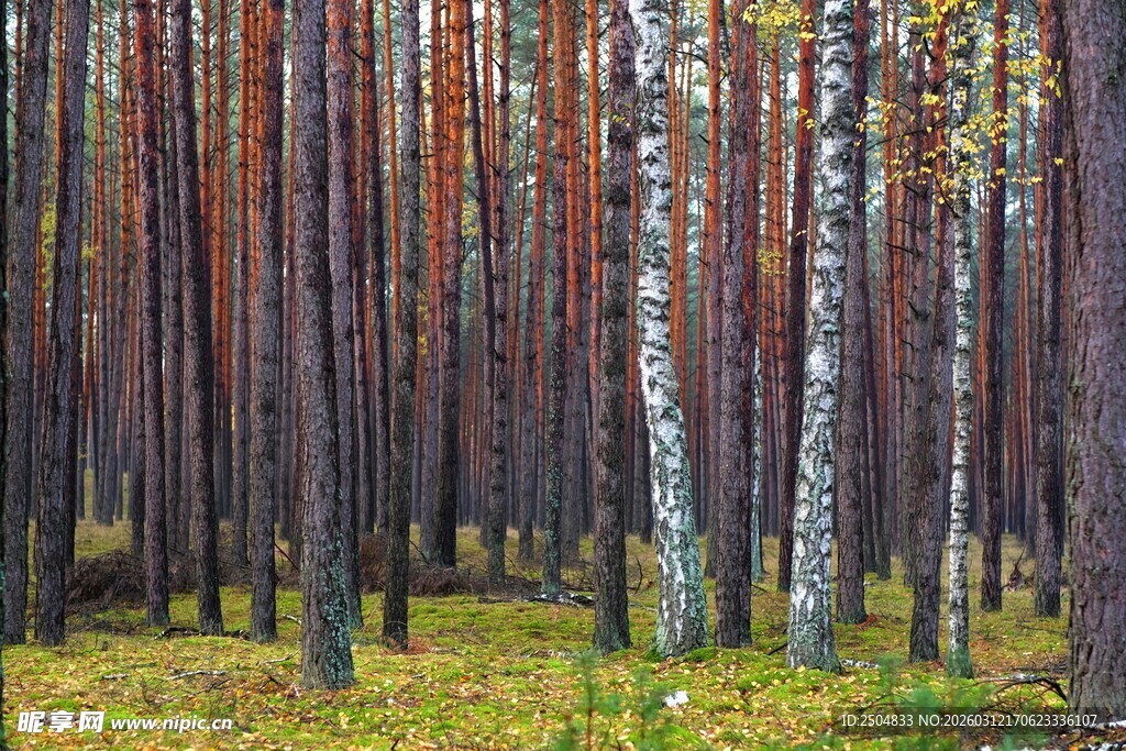 秋日白桦林美景