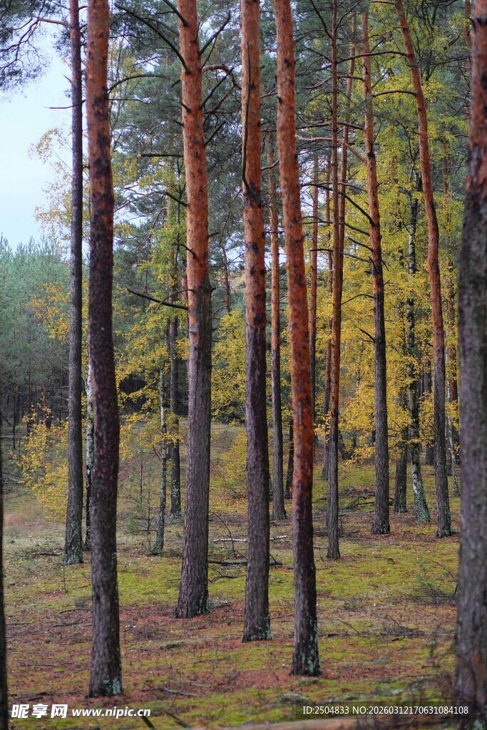 秋日松林美景