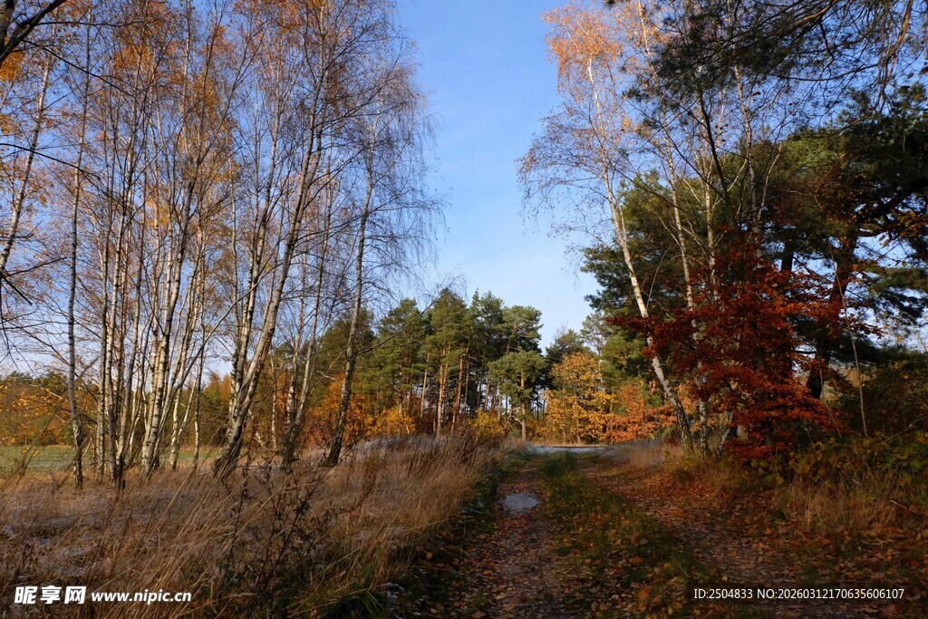 秋日林间小道风景
